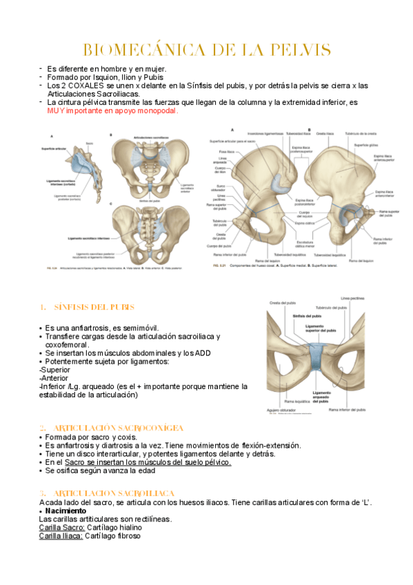 Miniatura del documento BIOMECANICA DE LA PELVIS.pdf