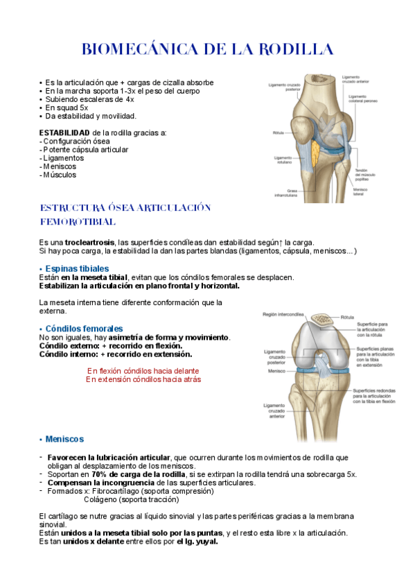Miniatura del documento BIOMECANICA DE LA RODILLA.pdf