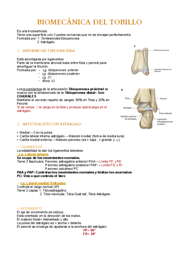 Miniatura del documento BIOMECÁNICA DEL TOBILLO.pdf