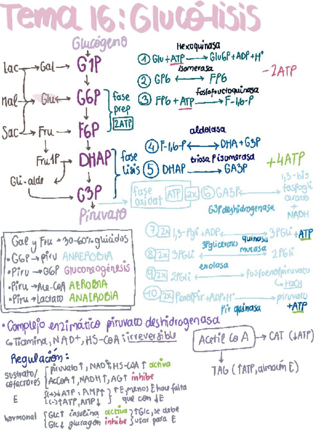 Miniatura del documento Tema-16-Glucolisis.pdf