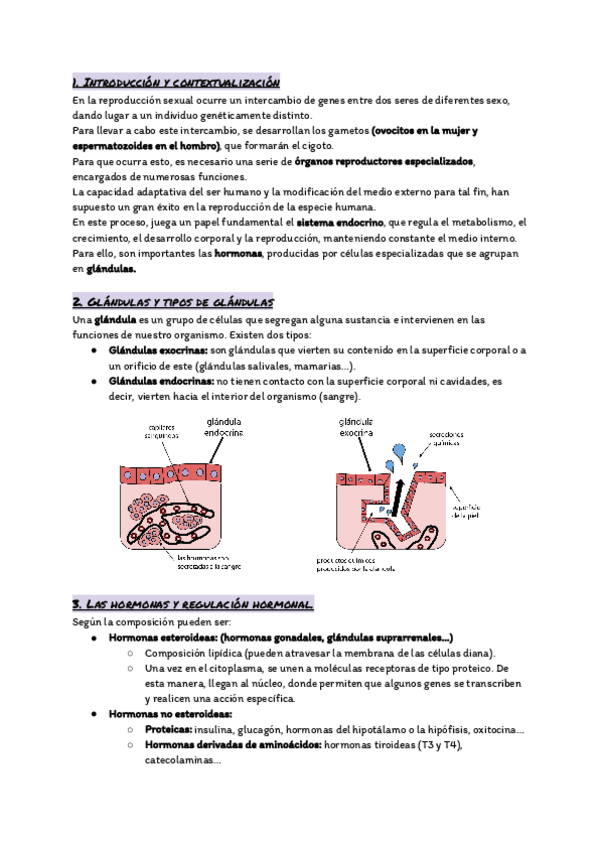 Miniatura del documento Tema-18.-Sistema-endocrino-y-aparato-reproductor.pdf