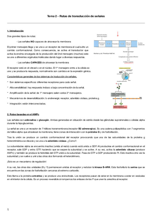 Miniatura del documento Tema-2-Rutas-de-transduccion-de-senales.pdf