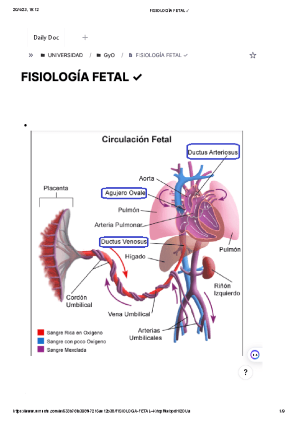 Miniatura del documento FISIOLOGIA-FETAL.pdf