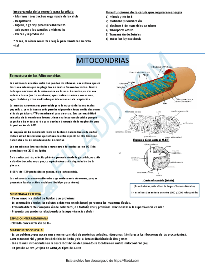 Miniatura del documento RESUMEN-DE-BIO-CELULAR-2DO-PARCIAL-UBA-XXI.pdf