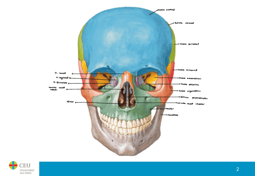 Miniatura del documento Laminas-Huesos-Musculos.pdf