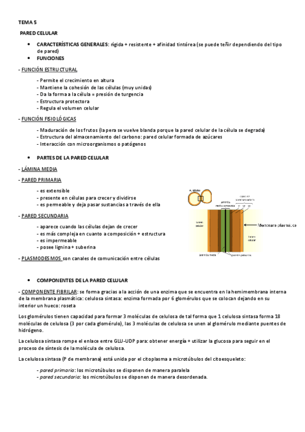 Miniatura del documento TEMA-5.pdf
