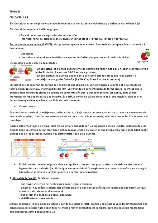 Miniatura del documento TEMA-11.pdf