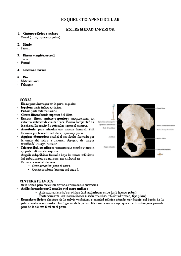 Miniatura del documento Esqueleto-apendicular-extremidad-inferior.pdf