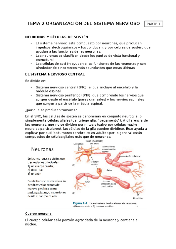 Miniatura del documento TEMA-2-SISTEMA-NERVIOSO.-PRT-1.docx