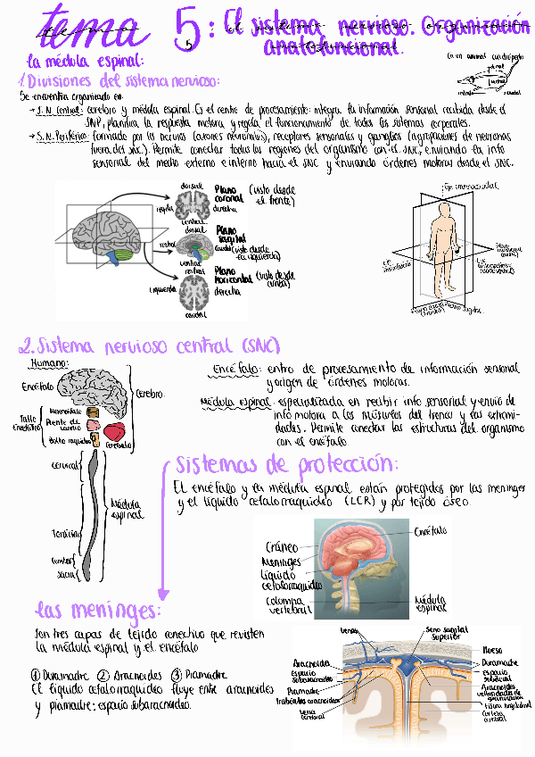Miniatura del documento Tema 5 el sistema nervioso organizacion anatofuncional.pdf