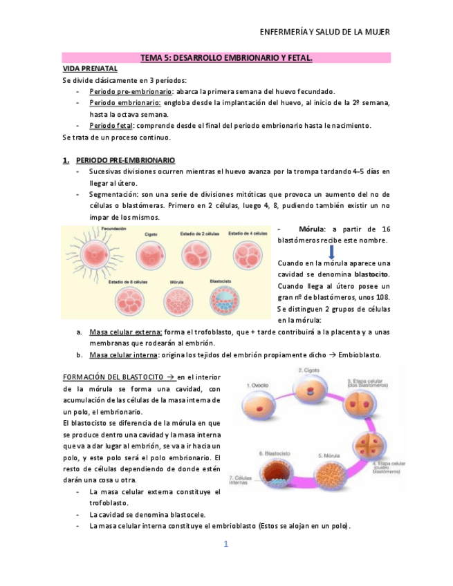 Miniatura del documento TEMA-5.-DESARROLLO-EMBRIONARIO-FETAL.pdf