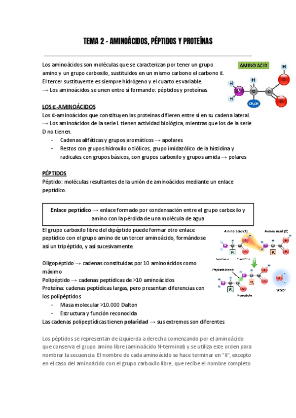 Miniatura del documento TEMA-2-AMINOACIDOS-PEPTIDOS-Y-PROTEINAS.pdf
