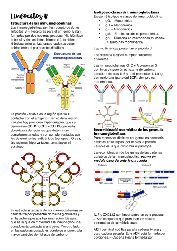 Miniatura del documento linfocitos-b.pdf