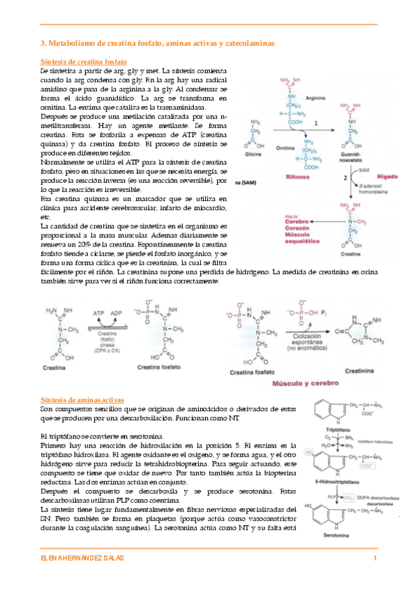 Miniatura del documento Creatinina fosfato- aminas activas y catecolaminas.pdf