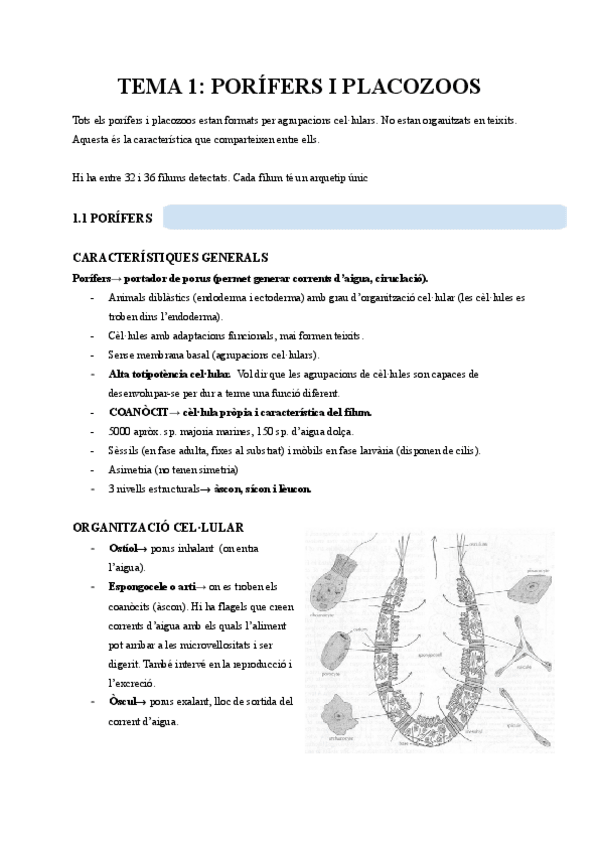 Miniatura del documento TEMA-1PORIFERS.pdf