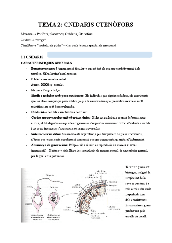 Miniatura del documento TEMA-2-CNIDARIS-CTENOFORS.pdf
