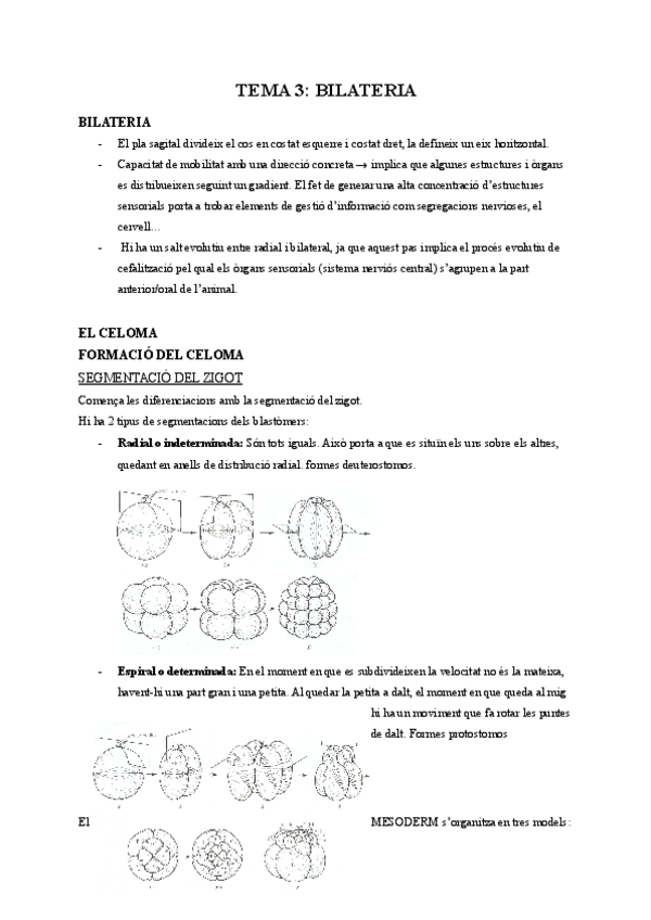 Miniatura del documento TEMA-3-BILATERIA.pdf