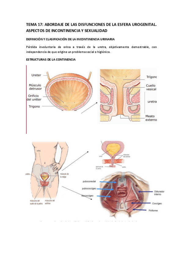Miniatura del documento Tema-17-INCONTINENCIA-Y-SEXUALIDAD.pdf