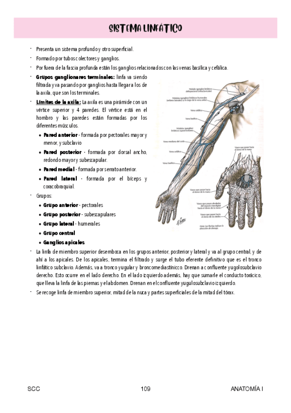 Miniatura del documento APUNTES SISTEMA LINFÁTICO Y FASCIAS MIEMBRO SUPERIOR.pdf