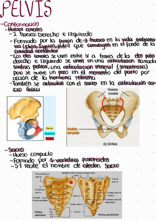 Miniatura del documento Pelvis.pdf