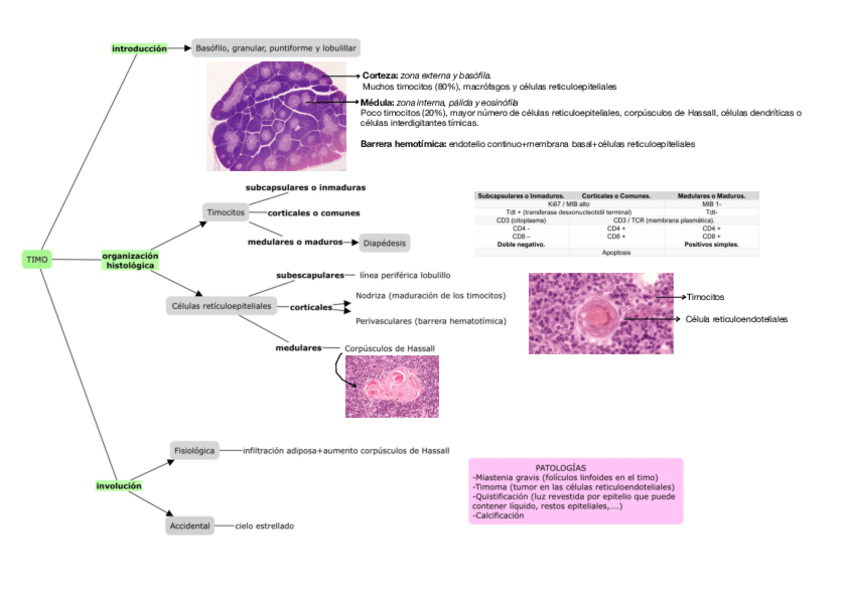 Miniatura del documento Esquema-timo.pdf
