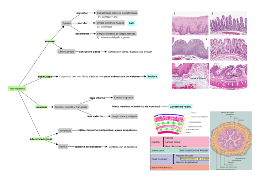 Miniatura del documento Esquema-tubo-digestivo.pdf