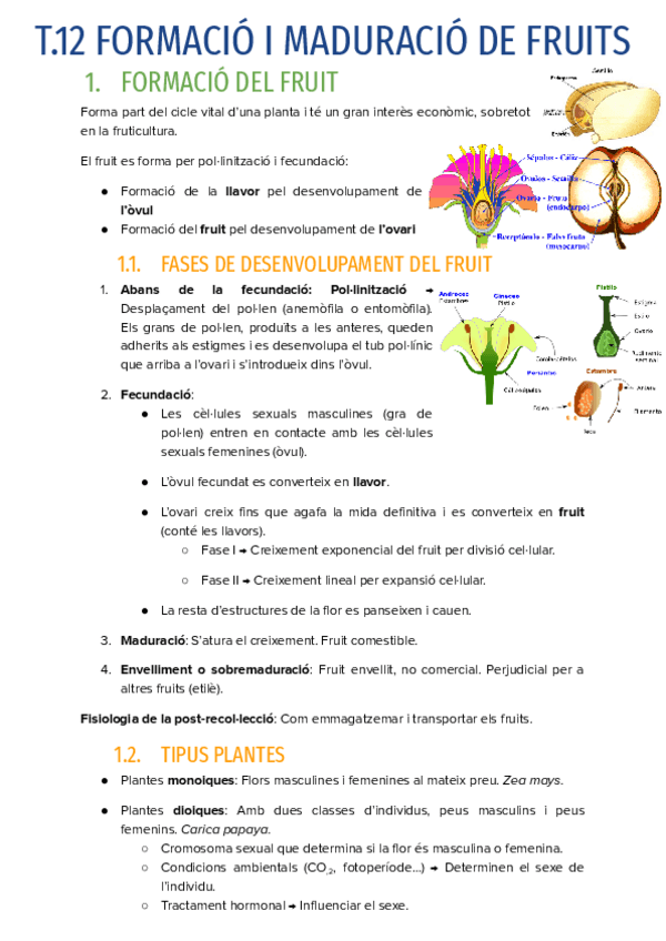 Miniatura del documento T.12-FORMACIO-I-MADURACIO-DE-FRUITS.pdf
