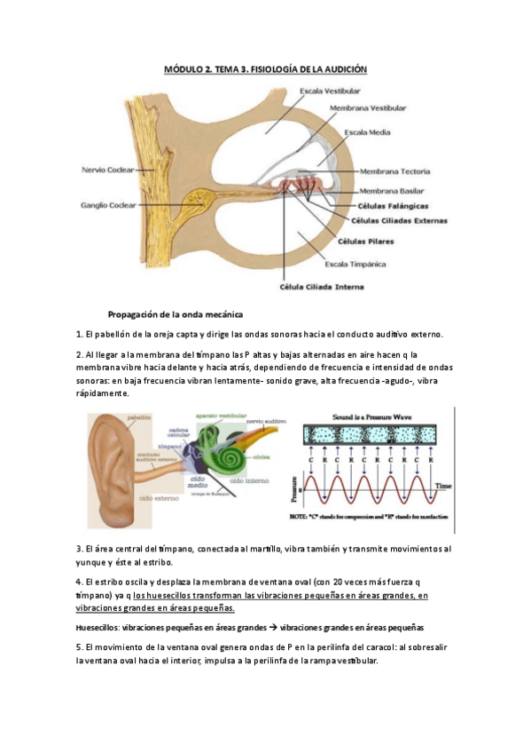 Miniatura del documento FISIOLOGIA.-MODULO-2.-TEMA-3.-FISIOLOGIA-DE-LA-AUDICION.pdf