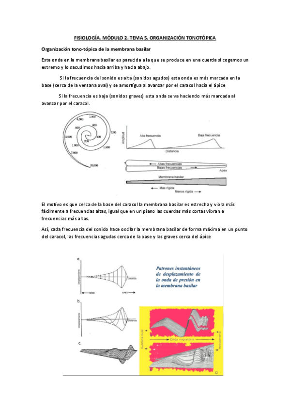 Miniatura del documento FISIOLOGIA.-MODULO-2.-TEMA-5.-ORGANIZACION-TONOTOPICA.pdf
