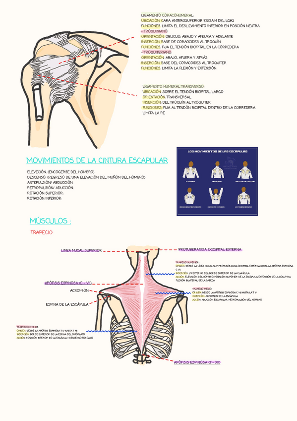 Miniatura del documento MUSCULOS-1.pdf
