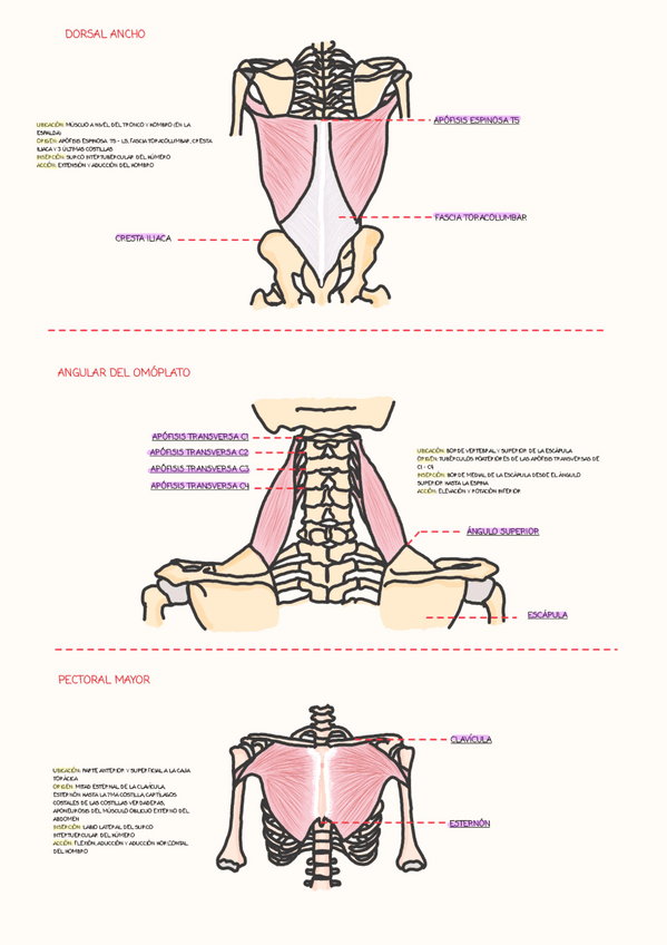 Miniatura del documento MUSCULOS-3.pdf