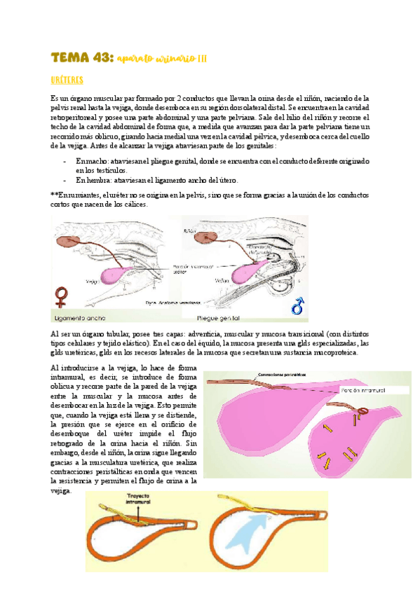 Miniatura del documento TEMA-43aparato-urinario-III.pdf