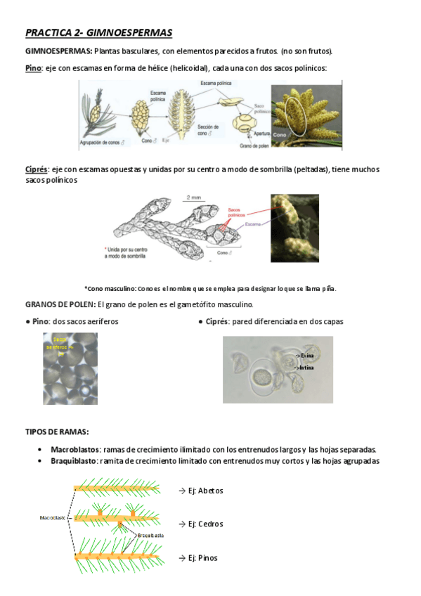 Miniatura del documento PRACTICA-2-Gimnoespermas.pdf