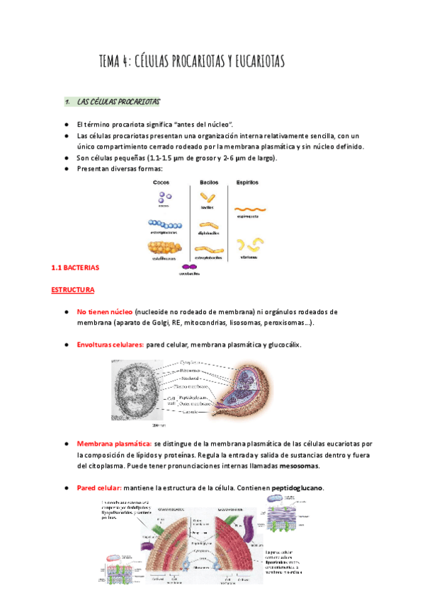 Miniatura del documento TEMA-4-Celulas-eucariotas-y-procariotas.pdf