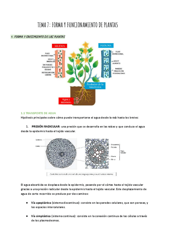 Miniatura del documento TEMA-7-Forma-y-funcionamiento-de-las-plantas.pdf