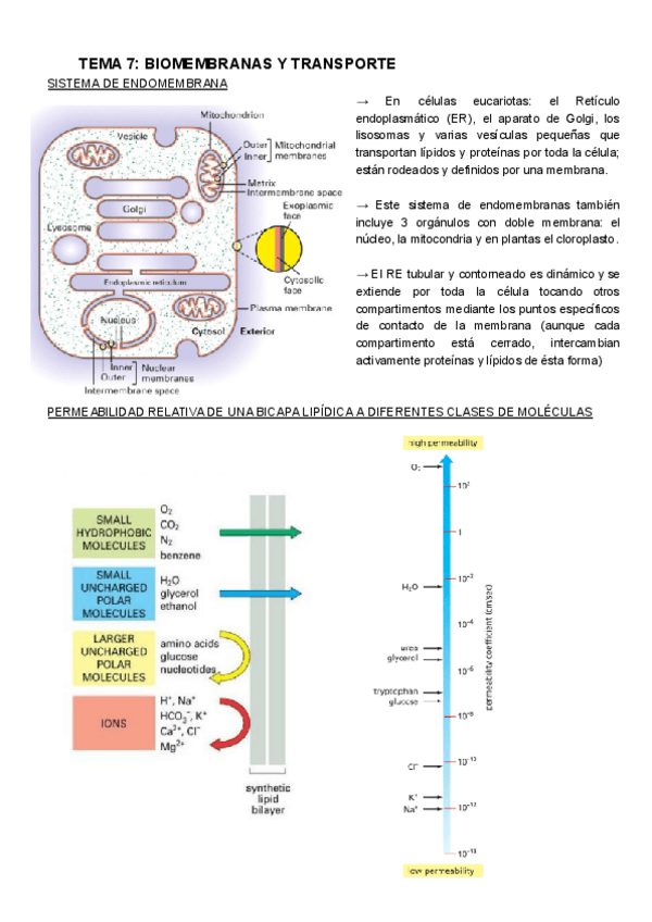 Miniatura del documento Bioquimica-tema7.pdf