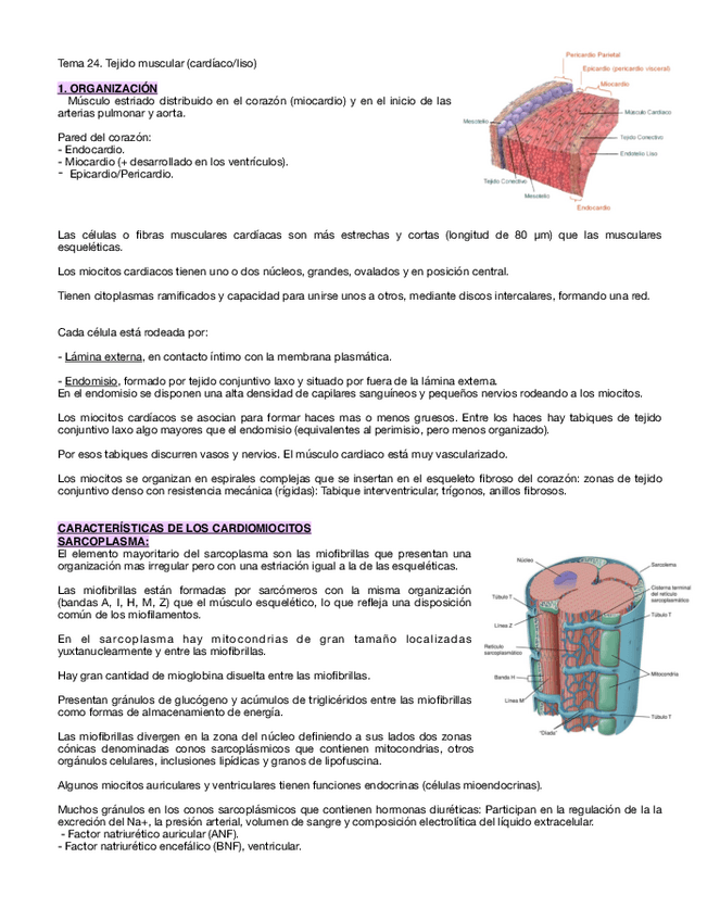 Miniatura del documento Tema-24-B-tejido-muscular-b.pdf