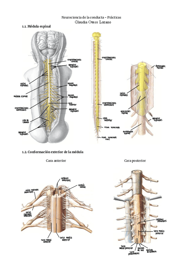 Miniatura del documento practicas-de-neuro-con-nombres.pdf