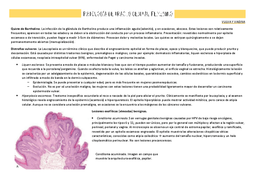 Miniatura del documento 6.-Patologia-del-tracto-genital-femenino.pdf