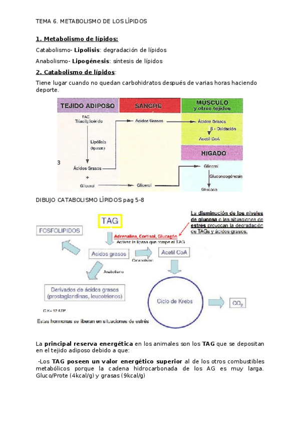 Miniatura del documento apuntes-T6.docx