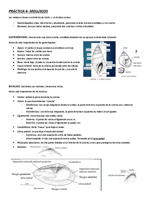 Miniatura del documento PRACTICA-4-Moluscos.pdf