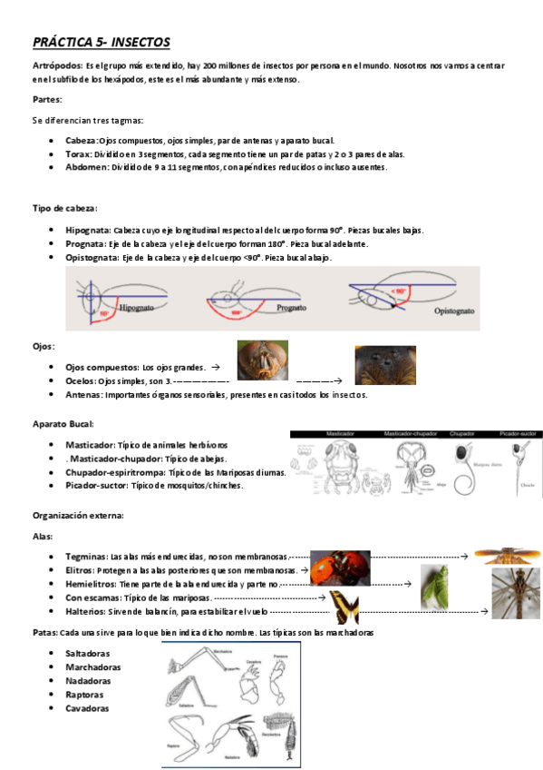 Miniatura del documento PRACTICA-5-Insectos.pdf