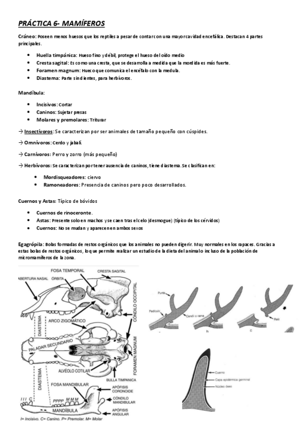 Miniatura del documento PRACTICA-6-Mamiferos.pdf