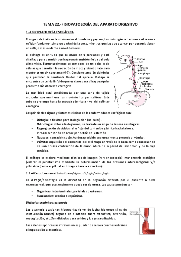 Miniatura del documento Tema 22.-Fisiopatología Digestivo.pdf