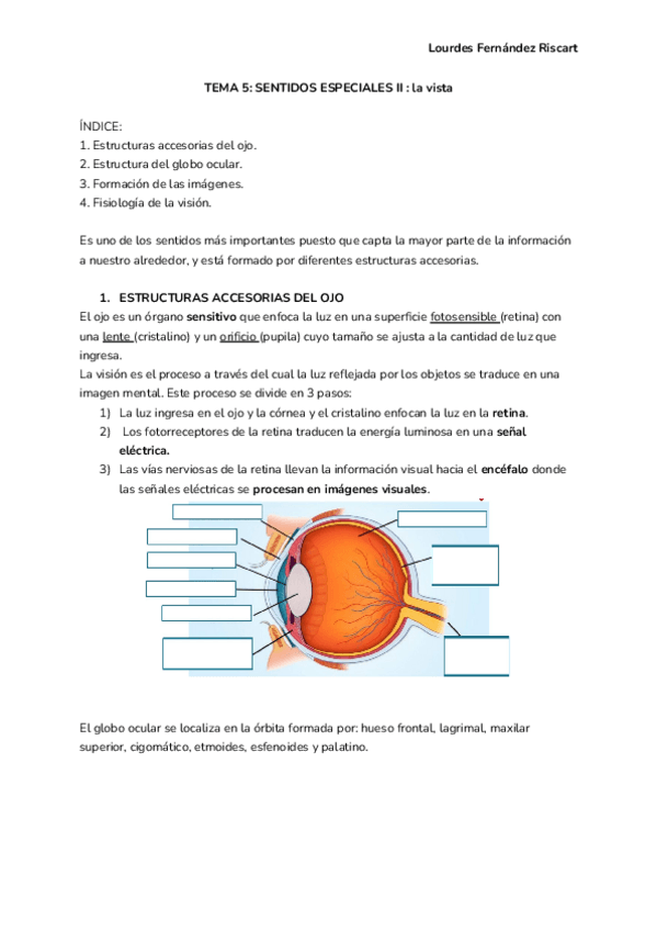 Miniatura del documento TEMA-5-SENTIDOS-ESPECIALES-II--la-vista.docx