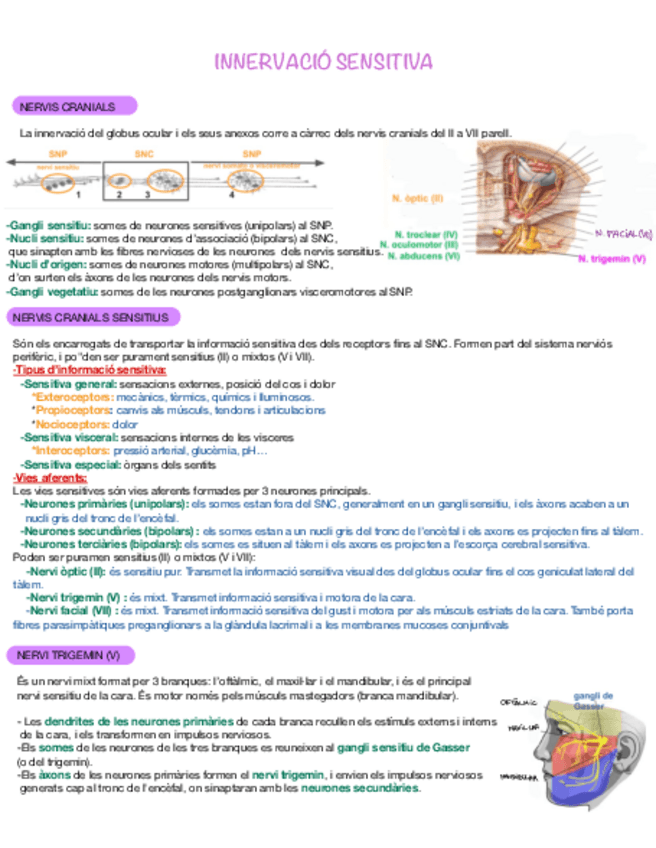 Miniatura del documento Innervacio-Sensitiva.pdf