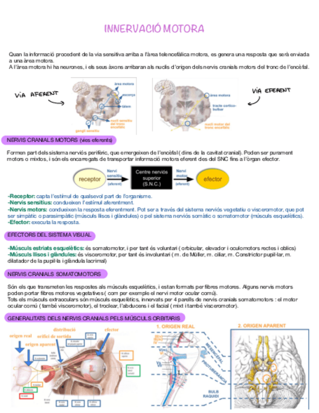 Miniatura del documento Innervacio-Motora.pdf