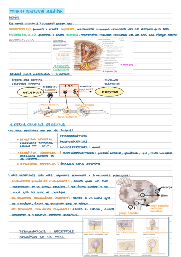 Miniatura del documento Tema-7.1-Innervacio-sensitiva.pdf