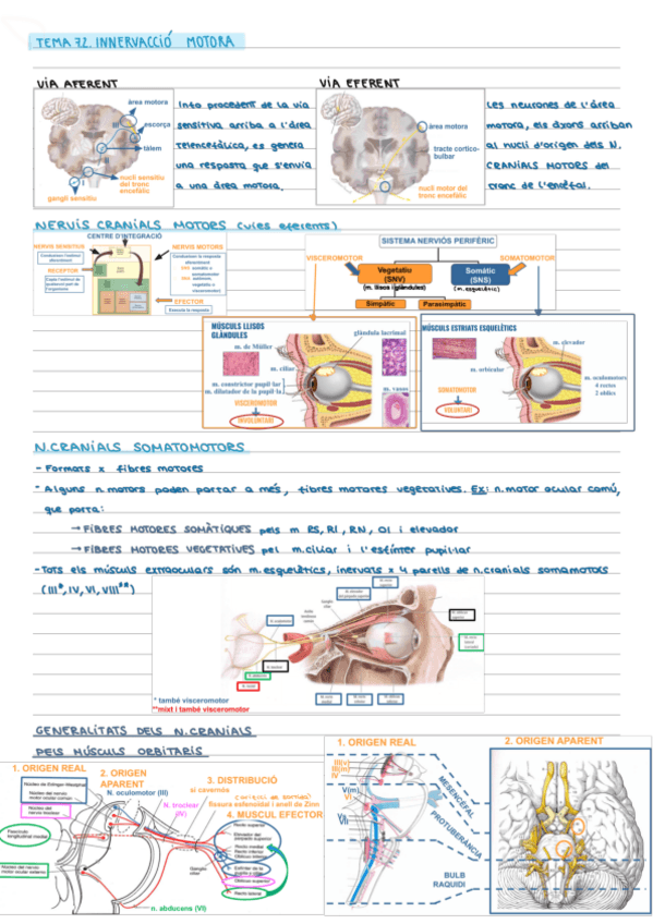 Miniatura del documento Tema-7.2.-Innervacio-motora.pdf