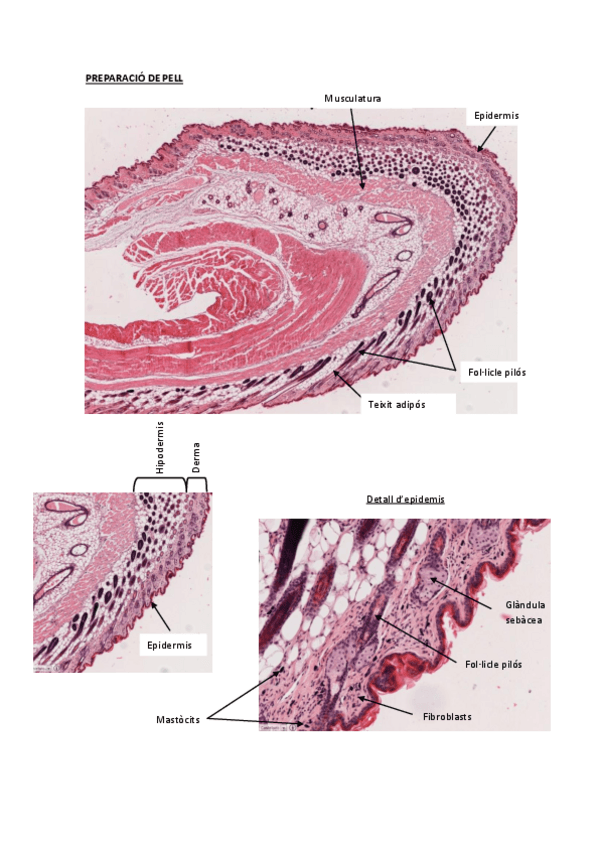 Miniatura del documento PREPARACIONES PRACTICAS.pdf